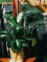Vaso Urban Jungle Chita